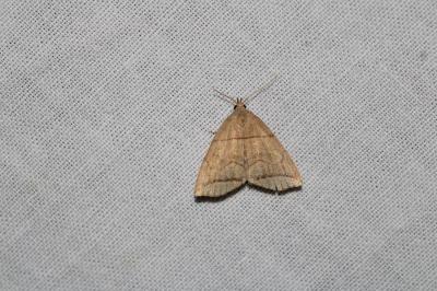 Herminia grisealis