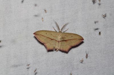 Timandra comae
