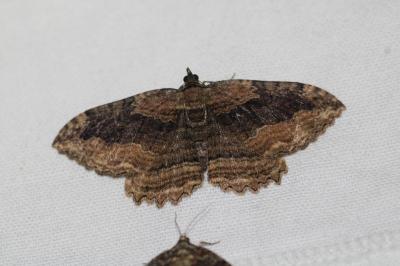 Philereme transversata