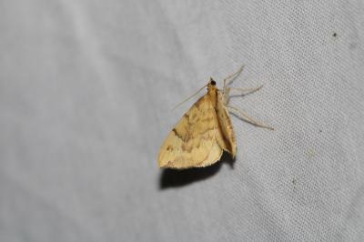 Gandaritis pyraliata