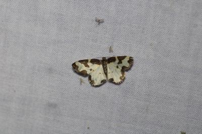 Lomaspilis marginata