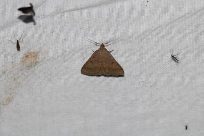 Zanclognatha lunalis