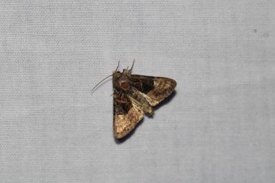 Euplexia lucipara