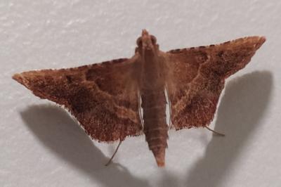 Endotricha flammealis