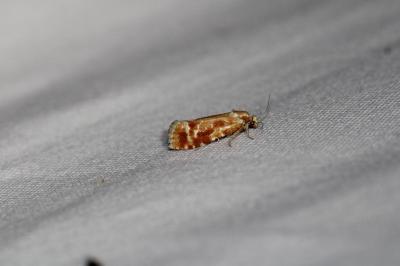 Rhyacionia buoliana
