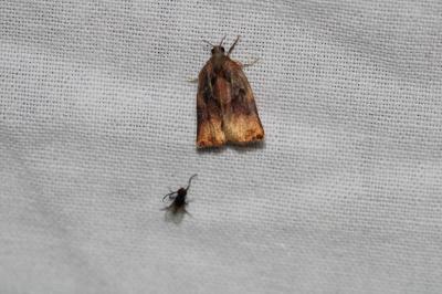 Archips podana