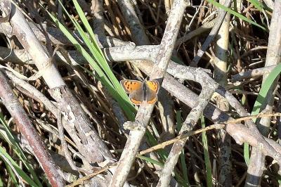 Lycaena phlaeas