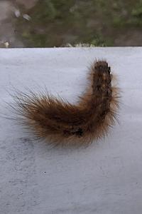 Phragmatobia fuliginosa