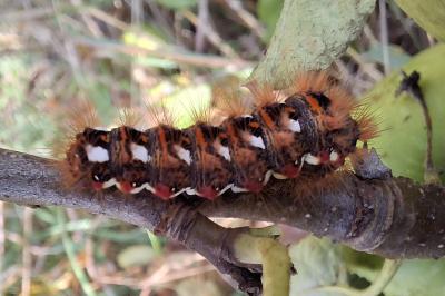 Acronicta rumicis
