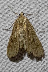 Parapoynx stratiotata