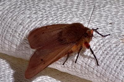 Phragmatobia fuliginosa