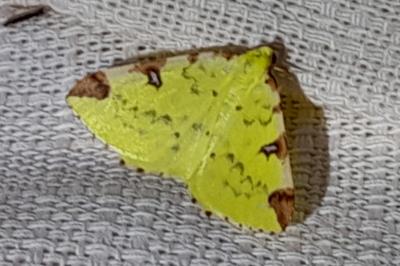 Opisthograptis luteolata