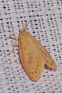 Miltochrista miniata