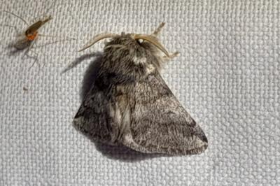 Thaumetopoea processionea