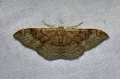 Idaea degeneraria