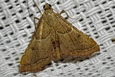 Endotricha flammealis