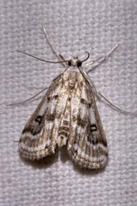 Parapoynx stratiotata