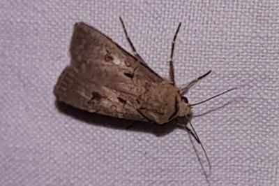 Agrotis exclamationis