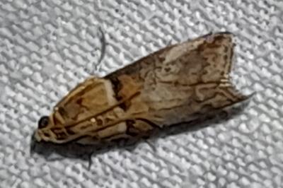 Acrobasis tumidana