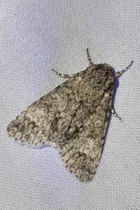 Acronicta megacephala