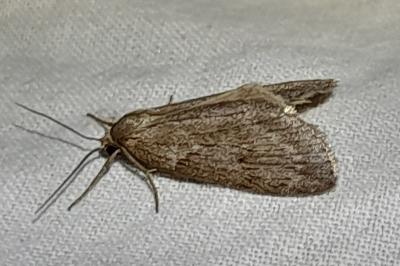 Pachycnemia hippocastanaria