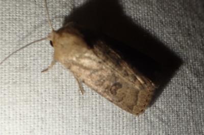 Hoplodrina octogenaria