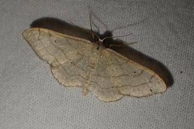 Idaea aversata