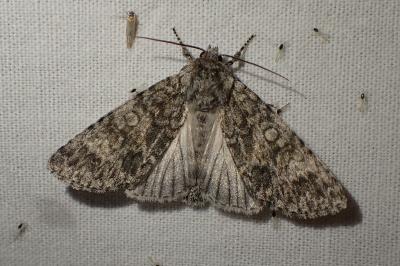 Acronicta megacephala