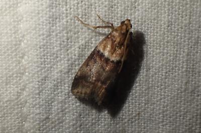 Acrobasis repandana