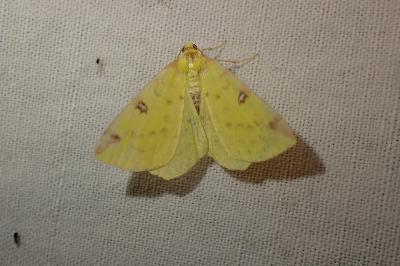 Opisthograptis luteolata