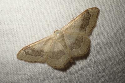 Idaea
