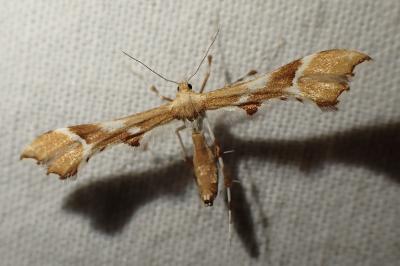 Cnaemidophorus rhododactylus