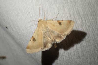 Heliothis peltigera