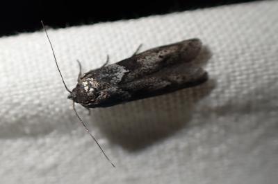 Blastobasis glandulella