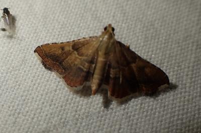 Endotricha flammealis