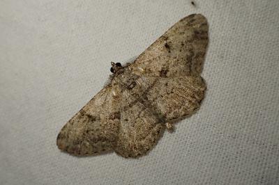 Peribatodes rhomboidaria