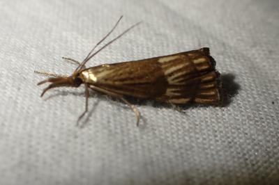 Chrysocrambus linetella