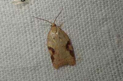 Acleris