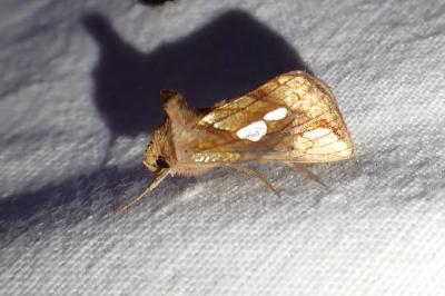 Plusia festucae