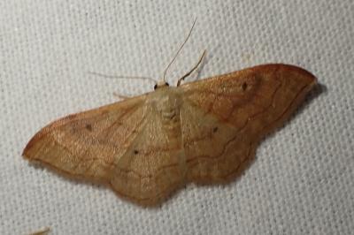 Idaea rubraria