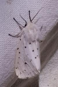 Spilosoma lubricipeda
