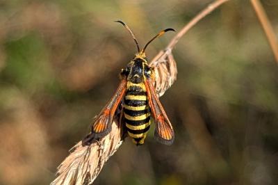 Bembecia ichneumoniformis