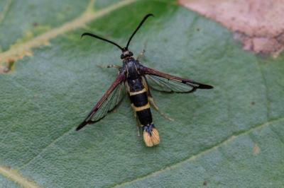 Synanthedon cephiformis