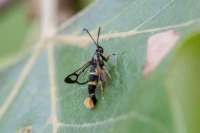 Synanthedon cephiformis