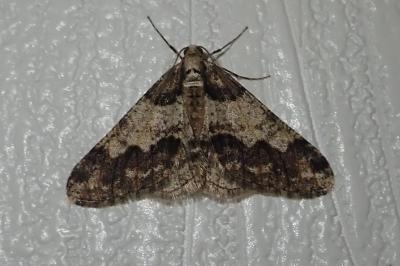 Agriopis leucophaearia