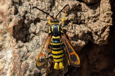 Synanthedon vespiformis