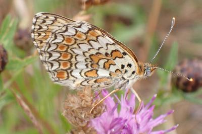 Melitaea phoebe