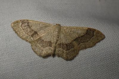 Idaea aversata