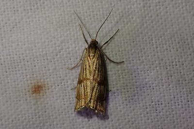 Chrysocrambus linetella