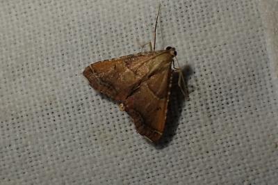 Endotricha flammealis